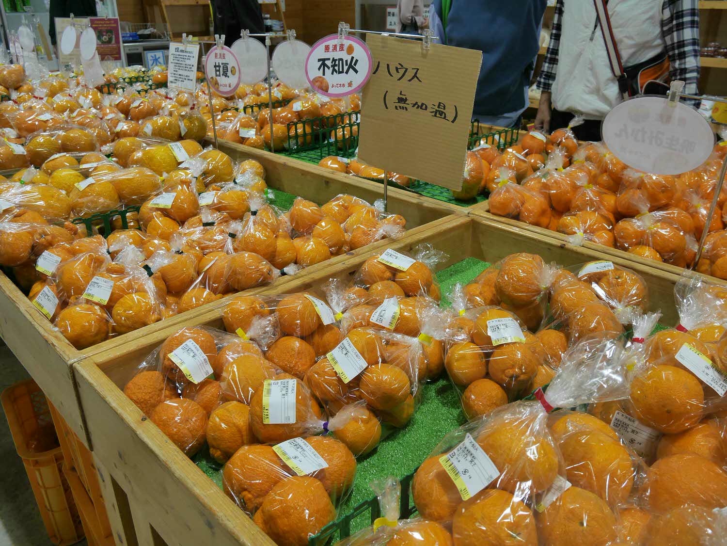 四國德島┃星宇航空包機直飛德島全記錄 仙境勝浦町賞櫻 最矮弁天山登頂 DMV鐵道路兩用車 爆買大野海苔