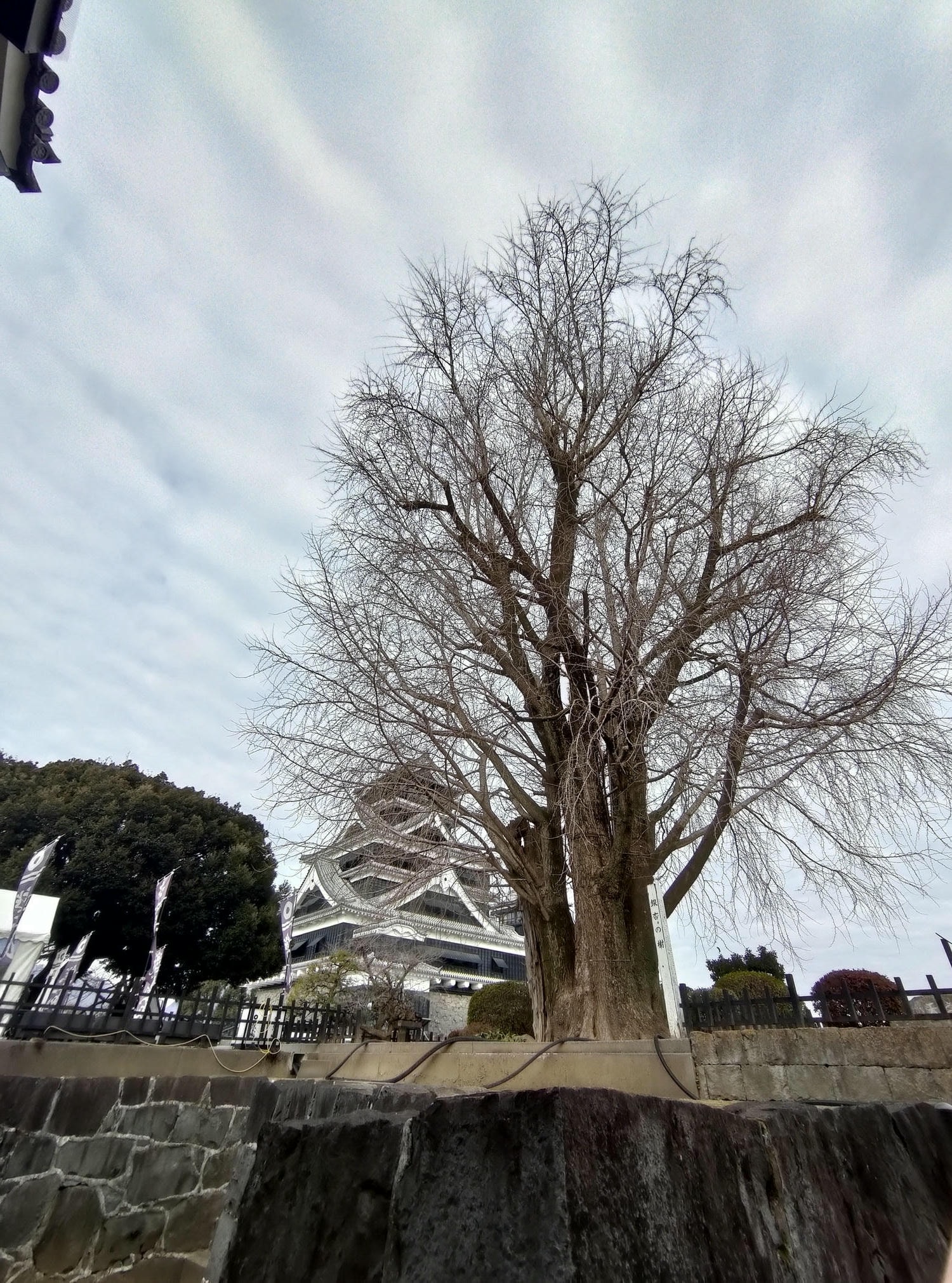 九州熊本┃四季熊本城 秋楓春櫻冬也美 天守閣復活登三次 湧湧座體驗歷史 賞櫻夜櫻超大銀杏 日本三大名城 - 第59張圖 九州熊本┃四季熊本城 秋楓春櫻冬也美 天守閣復活登三次 湧湧座體驗歷史 賞櫻夜櫻超大銀杏 日本三大名城