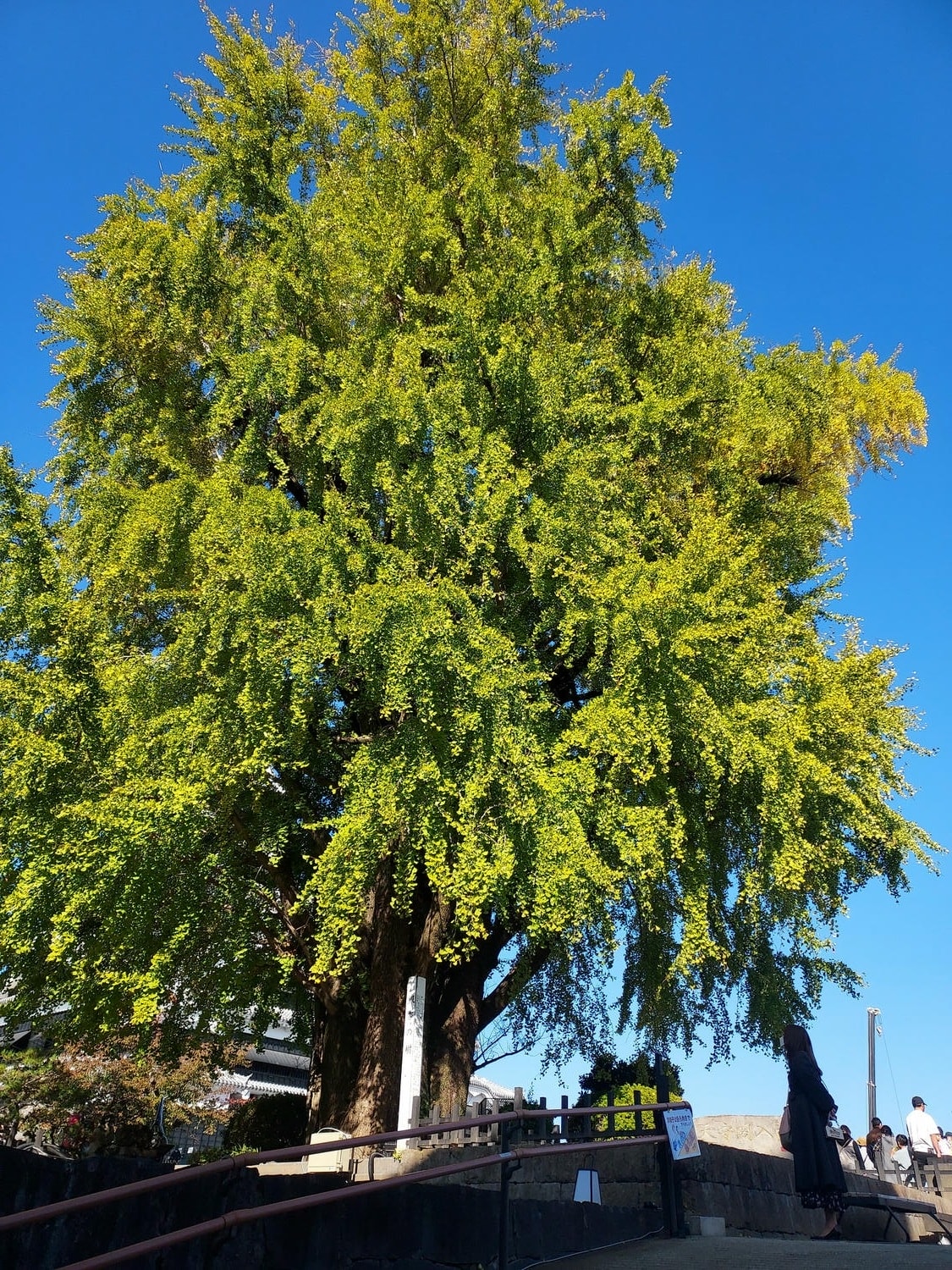 九州熊本┃四季熊本城 秋楓春櫻冬也美 天守閣復活登三次 湧湧座體驗歷史 賞櫻夜櫻超大銀杏 日本三大名城 - 第5張圖 九州熊本┃四季熊本城 秋楓春櫻冬也美 天守閣復活登三次 湧湧座體驗歷史 賞櫻夜櫻超大銀杏 日本三大名城