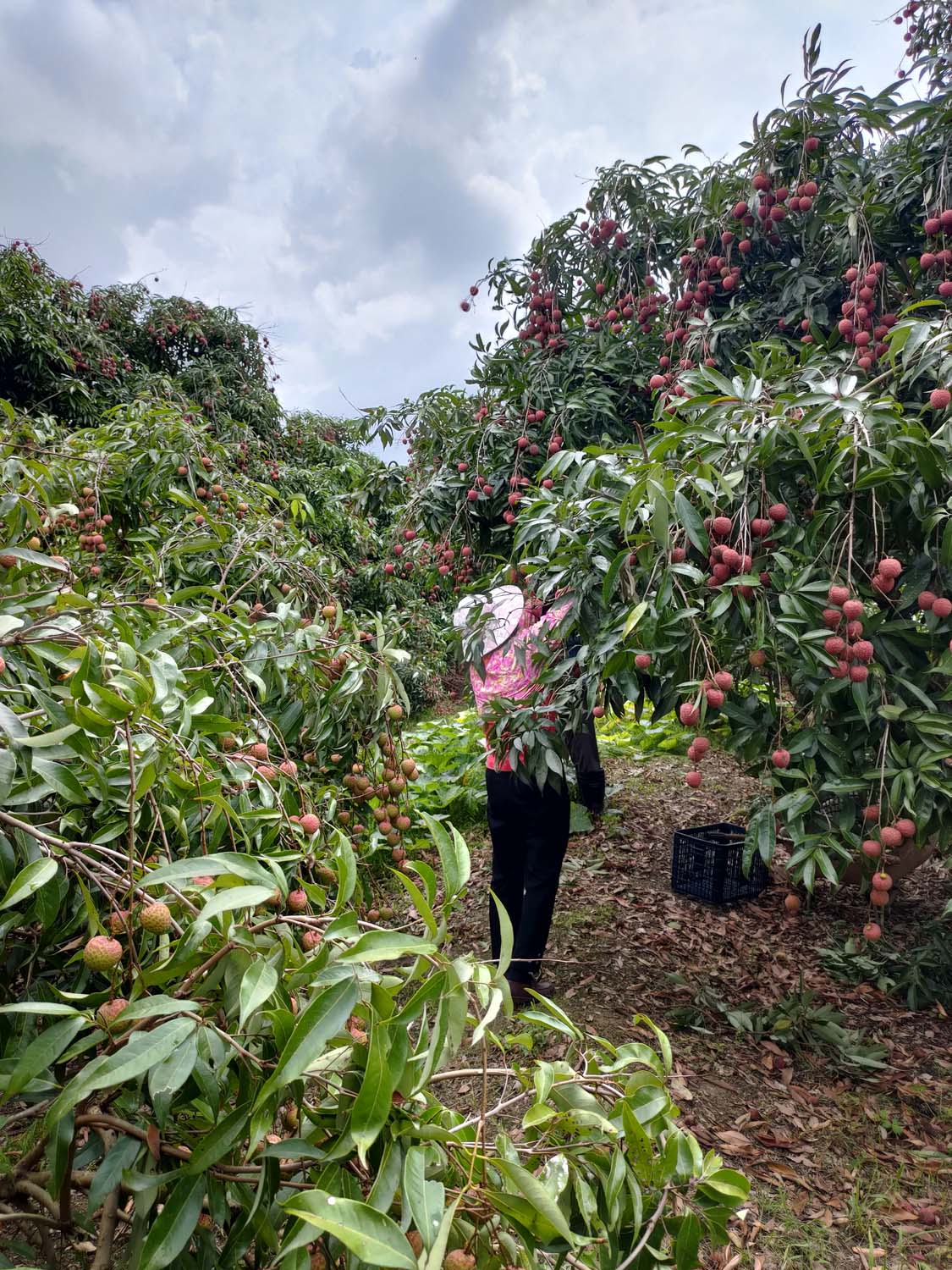日常記錄┃2023全家手工採荔枝 共採100公斤 台湾農家ライチ大収穫祭 2024年ライチ狩り体験募集 - 第1張圖 日常記錄┃2023全家手工採荔枝 共採100公斤 台湾農家ライチ大収穫祭 2024年ライチ狩り体験募集