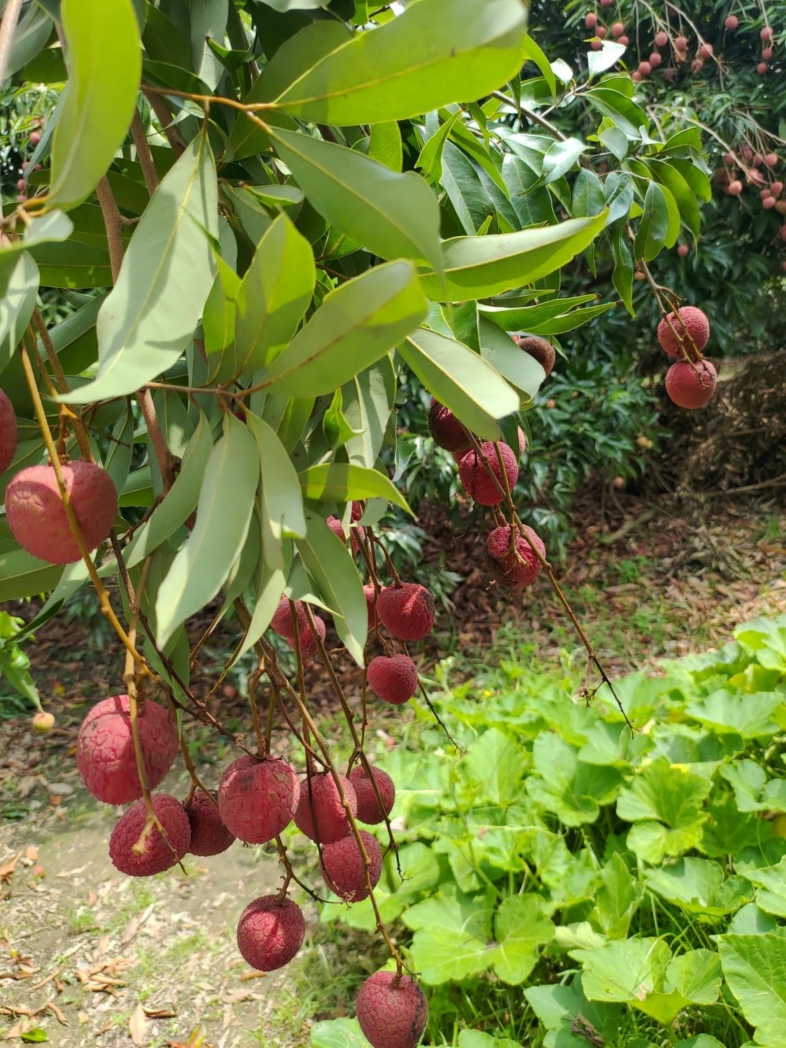 日常記錄┃2023全家手工採荔枝 共採100公斤 台湾農家ライチ大収穫祭 2024年ライチ狩り体験募集 - 第17張圖 日常記錄┃2023全家手工採荔枝 共採100公斤 台湾農家ライチ大収穫祭 2024年ライチ狩り体験募集