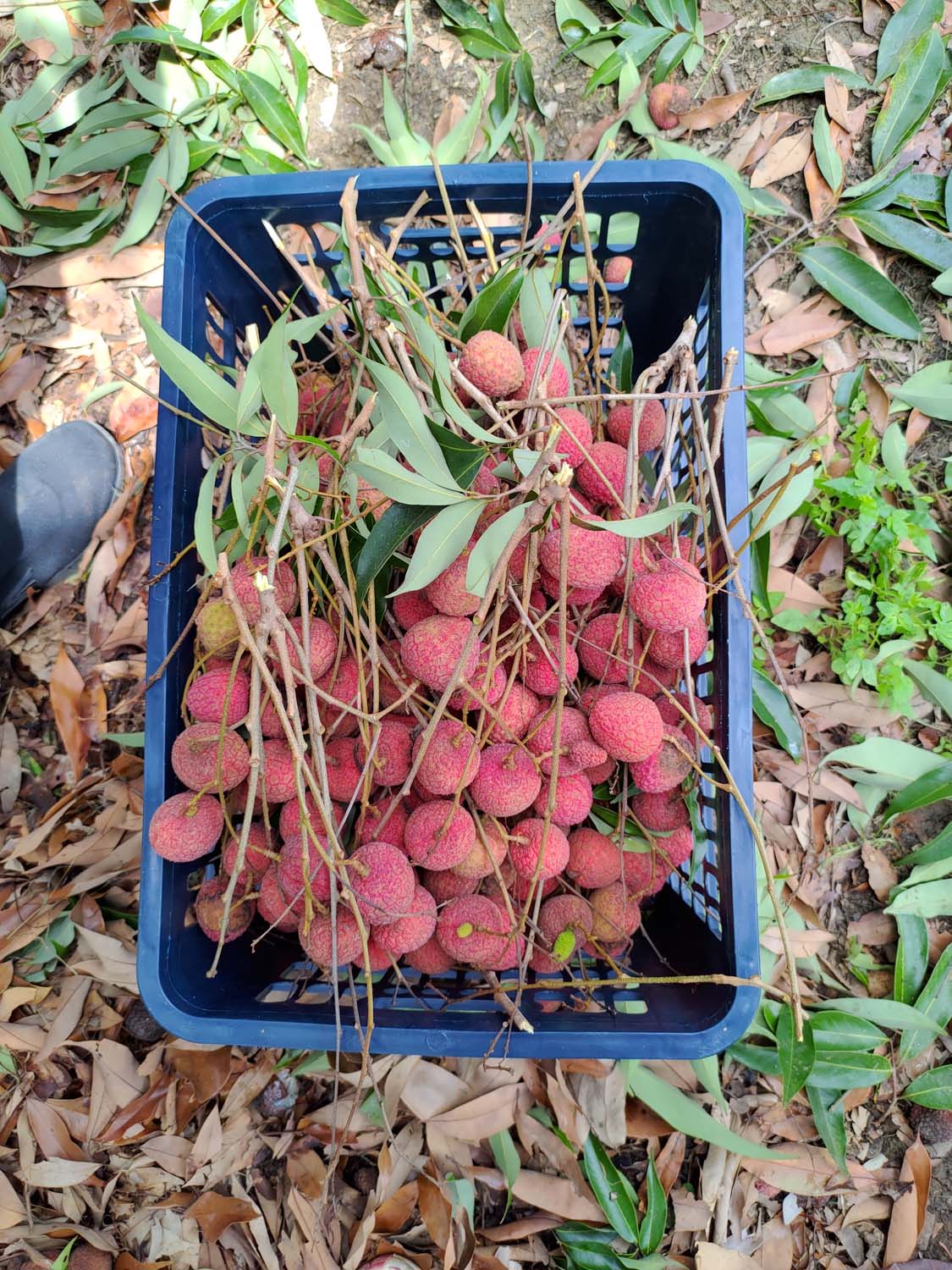 日常記錄┃2023全家手工採荔枝 共採100公斤 台湾農家ライチ大収穫祭 2024年ライチ狩り体験募集 - 第14張圖 日常記錄┃2023全家手工採荔枝 共採100公斤 台湾農家ライチ大収穫祭 2024年ライチ狩り体験募集