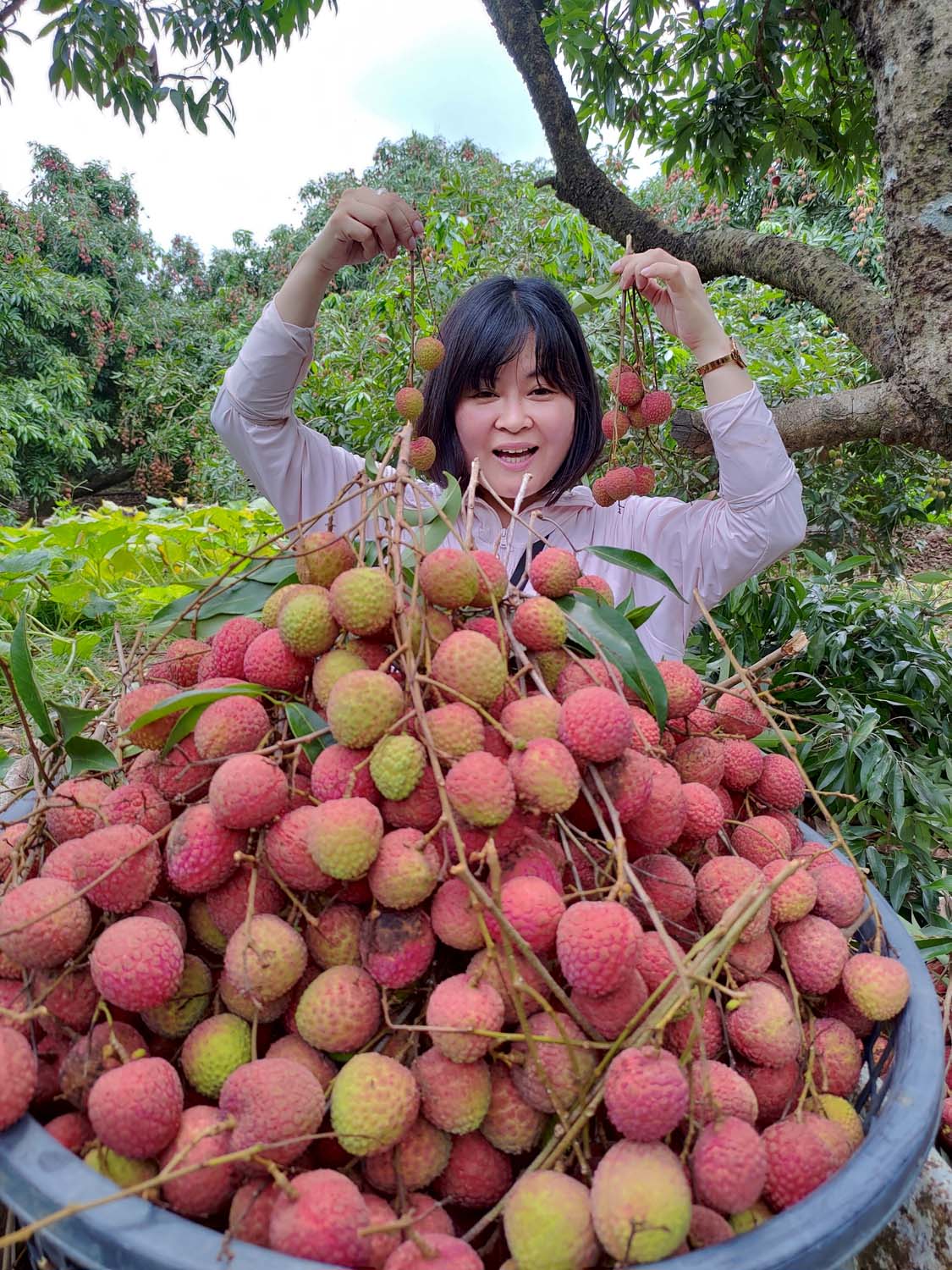 日常記錄┃2023全家手工採荔枝 共採100公斤 台湾農家ライチ大収穫祭 2024年ライチ狩り体験募集 - 第11張圖 日常記錄┃2023全家手工採荔枝 共採100公斤 台湾農家ライチ大収穫祭 2024年ライチ狩り体験募集