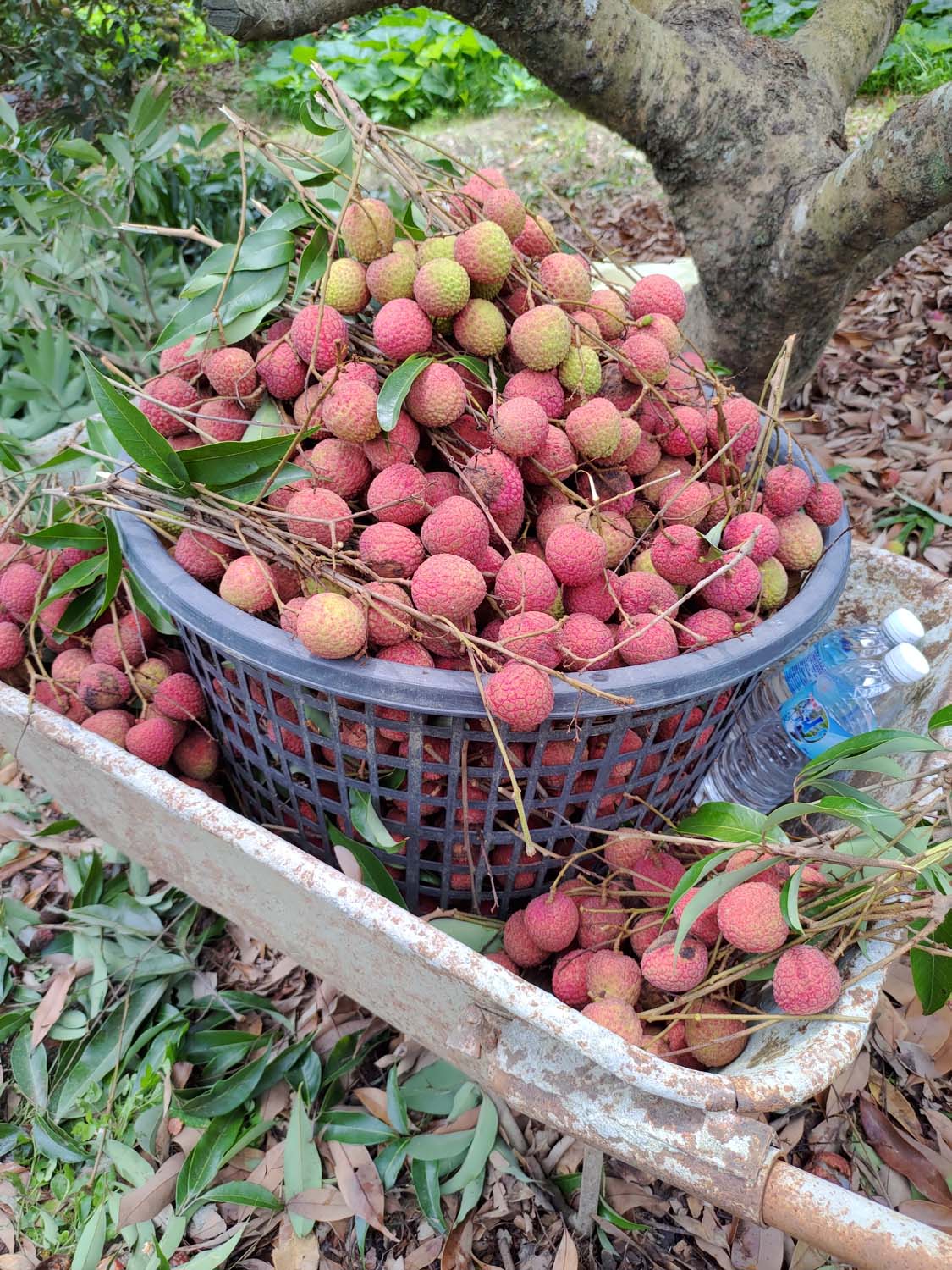 日常記錄┃2023全家手工採荔枝 共採100公斤 台湾農家ライチ大収穫祭 2024年ライチ狩り体験募集 - 第19張圖 日常記錄┃2023全家手工採荔枝 共採100公斤 台湾農家ライチ大収穫祭 2024年ライチ狩り体験募集