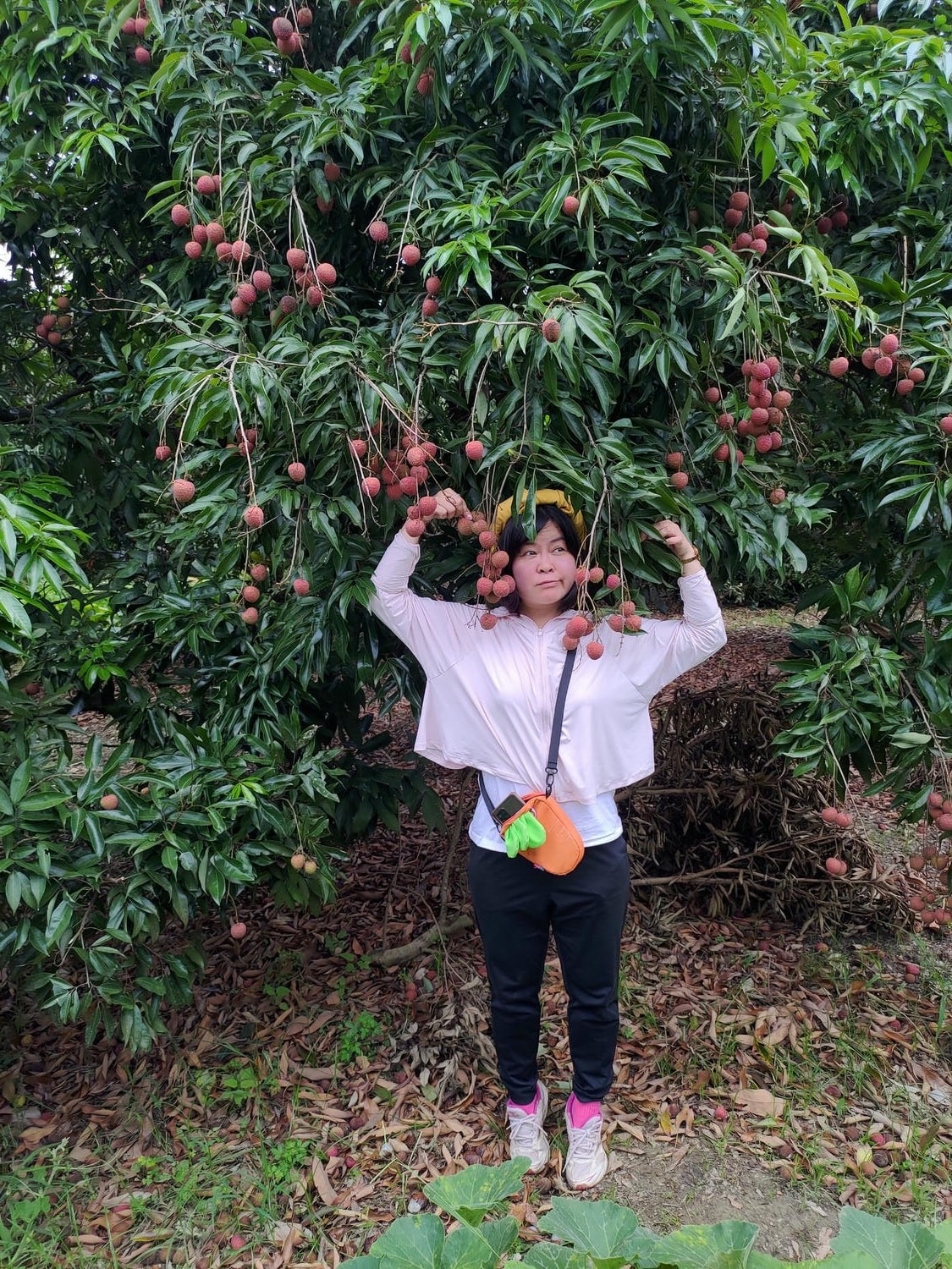 日常記錄┃2023全家手工採荔枝 共採100公斤 台湾農家ライチ大収穫祭 2024年ライチ狩り体験募集 - 第18張圖 日常記錄┃2023全家手工採荔枝 共採100公斤 台湾農家ライチ大収穫祭 2024年ライチ狩り体験募集