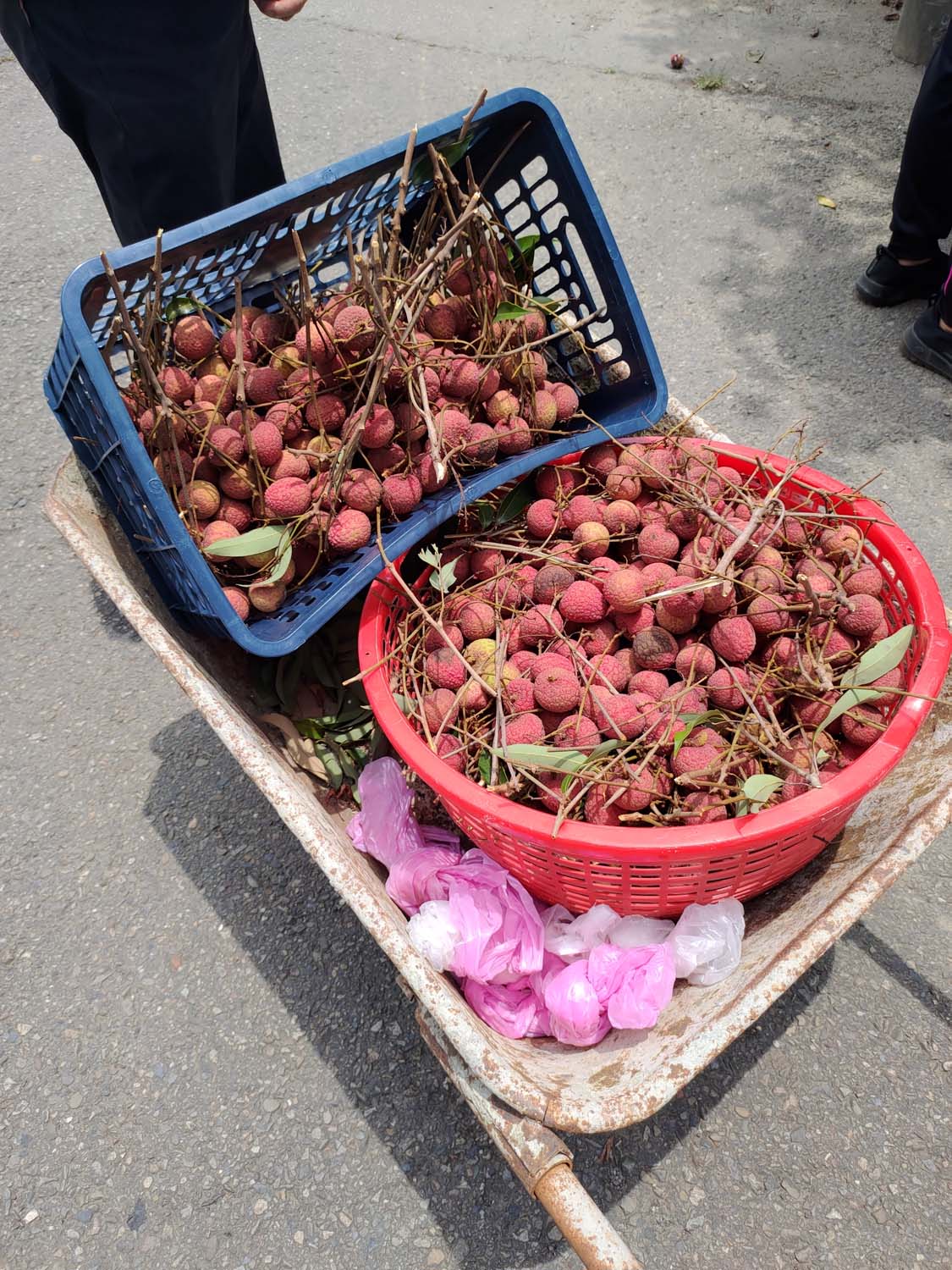 日常記錄┃2023全家手工採荔枝 共採100公斤 台湾農家ライチ大収穫祭 2024年ライチ狩り体験募集 - 第25張圖 日常記錄┃2023全家手工採荔枝 共採100公斤 台湾農家ライチ大収穫祭 2024年ライチ狩り体験募集