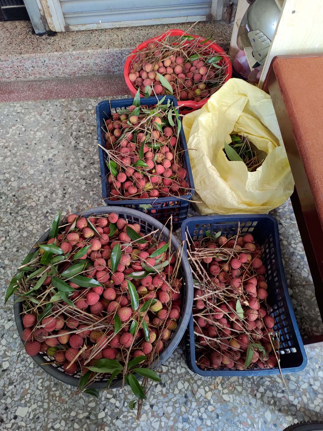 日常記錄┃2023全家手工採荔枝 共採100公斤 台湾農家ライチ大収穫祭 2024年ライチ狩り体験募集 - 第26張圖 日常記錄┃2023全家手工採荔枝 共採100公斤 台湾農家ライチ大収穫祭 2024年ライチ狩り体験募集