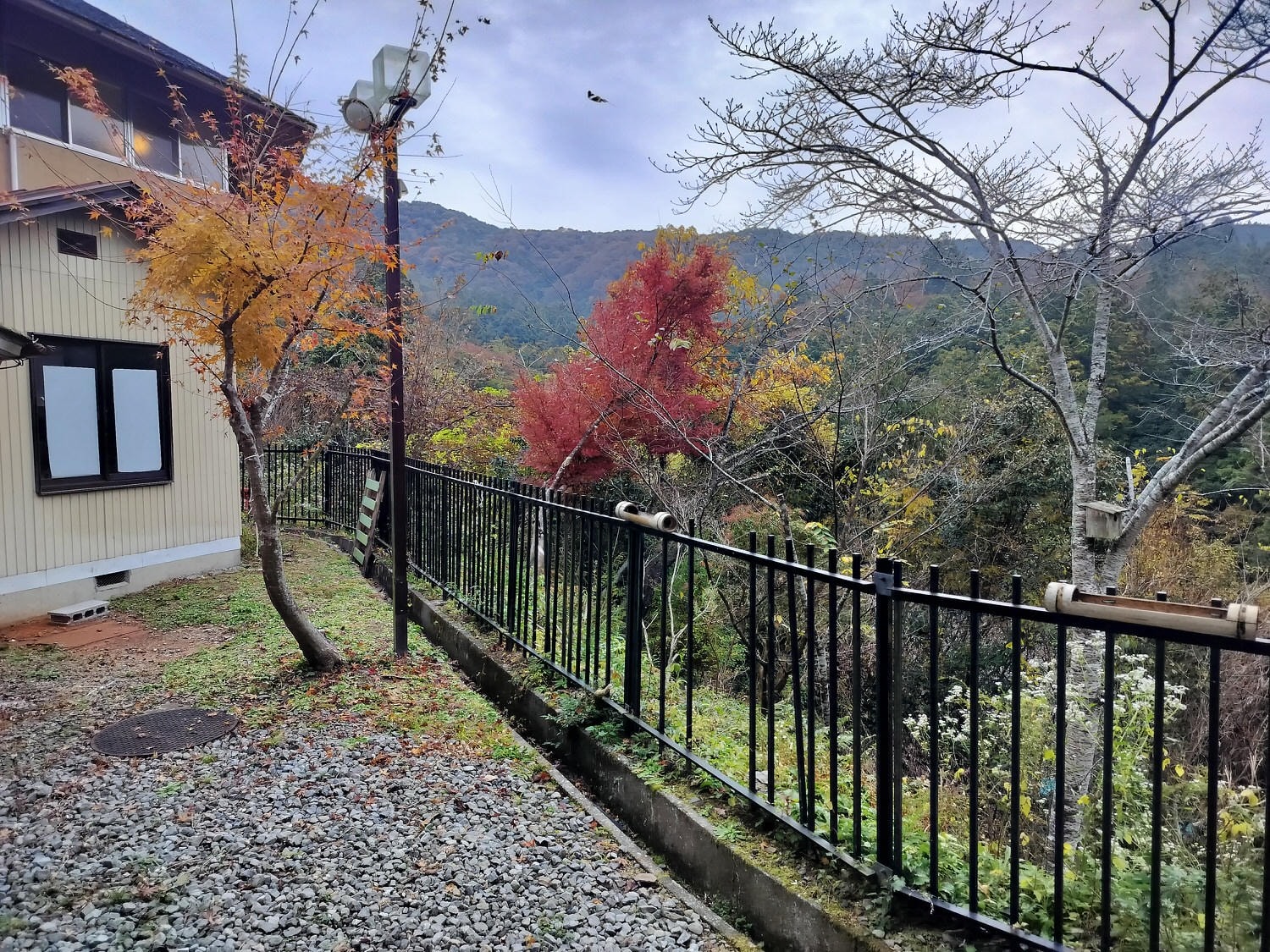 四國德島┃2023吉野川市「美鄉梅酒祭」JR阿波山川站接駁車五杯酒券四會場通用 烤肉關東煮 鄉村秋楓山景美醉 - 第49張圖 四國德島┃2023吉野川市「美鄉梅酒祭」JR阿波山川站接駁車五杯酒券四會場通用 烤肉關東煮 鄉村秋楓山景美醉