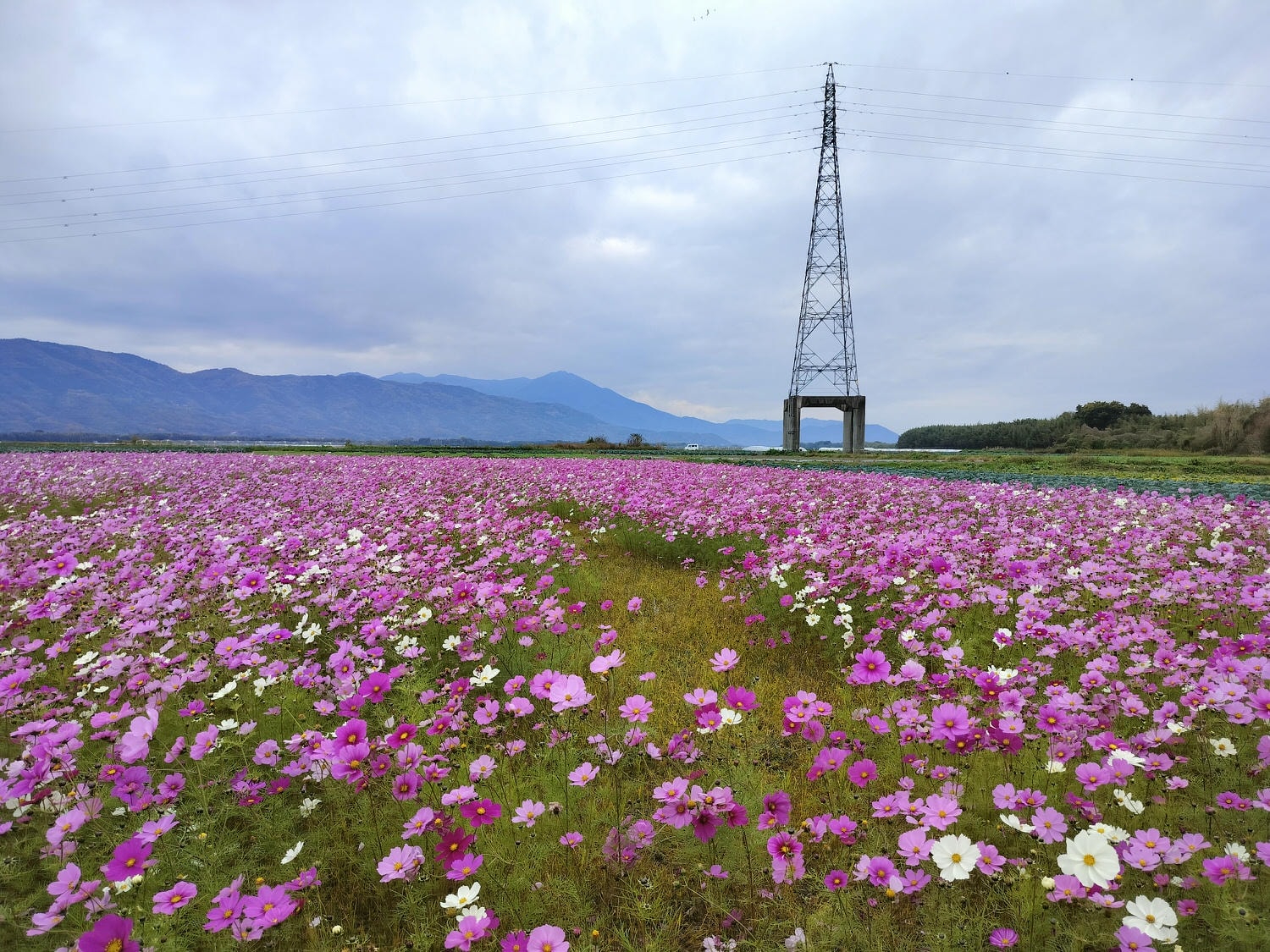 四國德島┃日本最大級河中島「吉野川-善入寺島」田園波斯菊向日葵開滿片 周邊「川島潛水橋」「岩之鼻展望台」絕美 - 第4張圖 四國德島┃日本最大級河中島「吉野川-善入寺島」田園波斯菊向日葵開滿片 周邊「川島潛水橋」「岩之鼻展望台」絕美