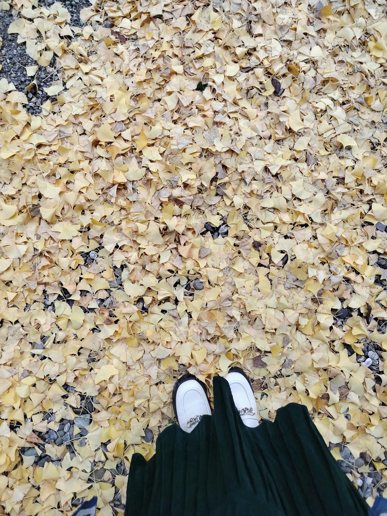四國德島┃日本最大級河中島「吉野川-善入寺島」田園波斯菊向日葵開滿片 周邊「川島潛水橋」「岩之鼻展望台」絕美 - 第15張圖 四國德島┃日本最大級河中島「吉野川-善入寺島」田園波斯菊向日葵開滿片 周邊「川島潛水橋」「岩之鼻展望台」絕美