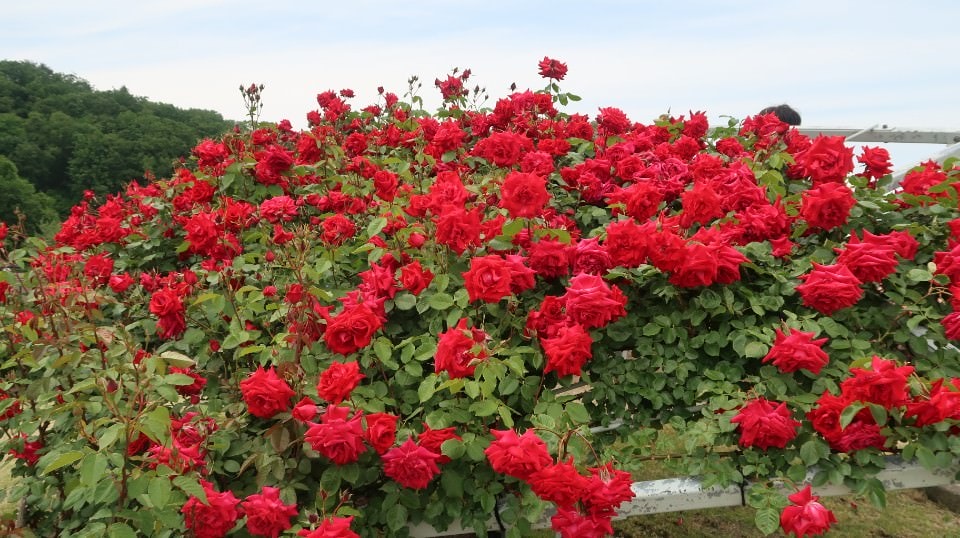 (日本關東)東京近郊走走新潟 大地藝術祭十日町清津峽 農舞台 長岡寺泊魚市 越後丘陵玫瑰園 彌彥神社