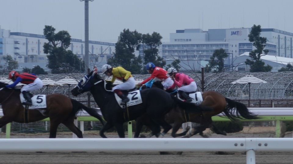 日本關東┃東京大井賽馬場 東京漏掉沒去的快去 專業訓練的馬兒就是不一樣 園區必作五大功課 大井競馬場