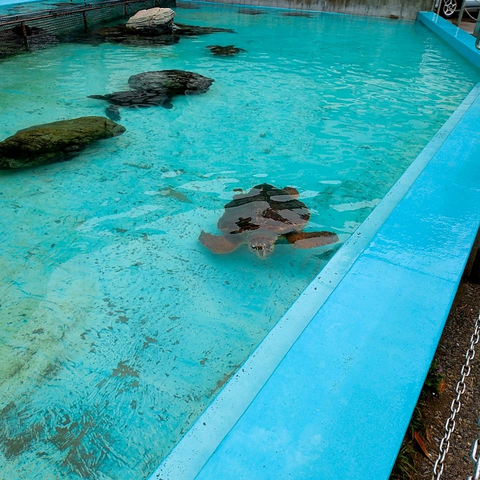 日本四國┃德島縣二日巴士券（BAS PASS）交通省很大(任選二日使用)鳴門漩渦、小矽谷神山町