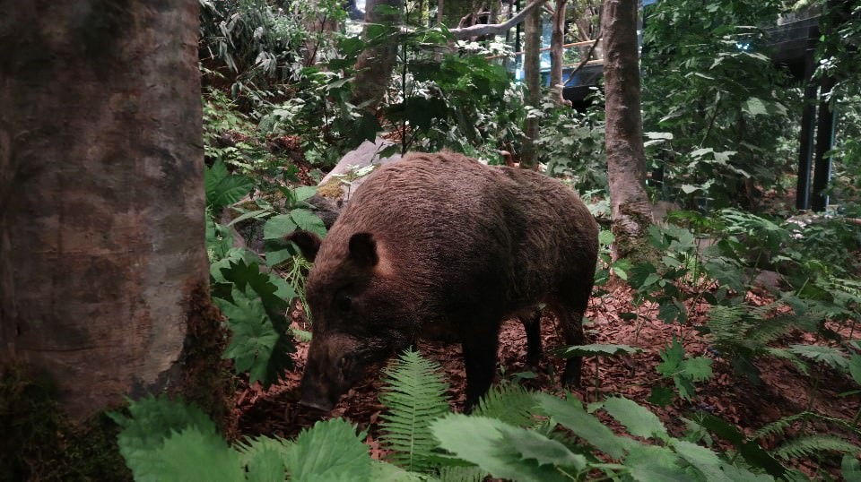 日本山陰山陽┃鳥取若櫻全筆記 昭和號八頭號SL號鐵道迷 高原冰太住宿冬玩雪夏登山 OCAT難波站巴士直達