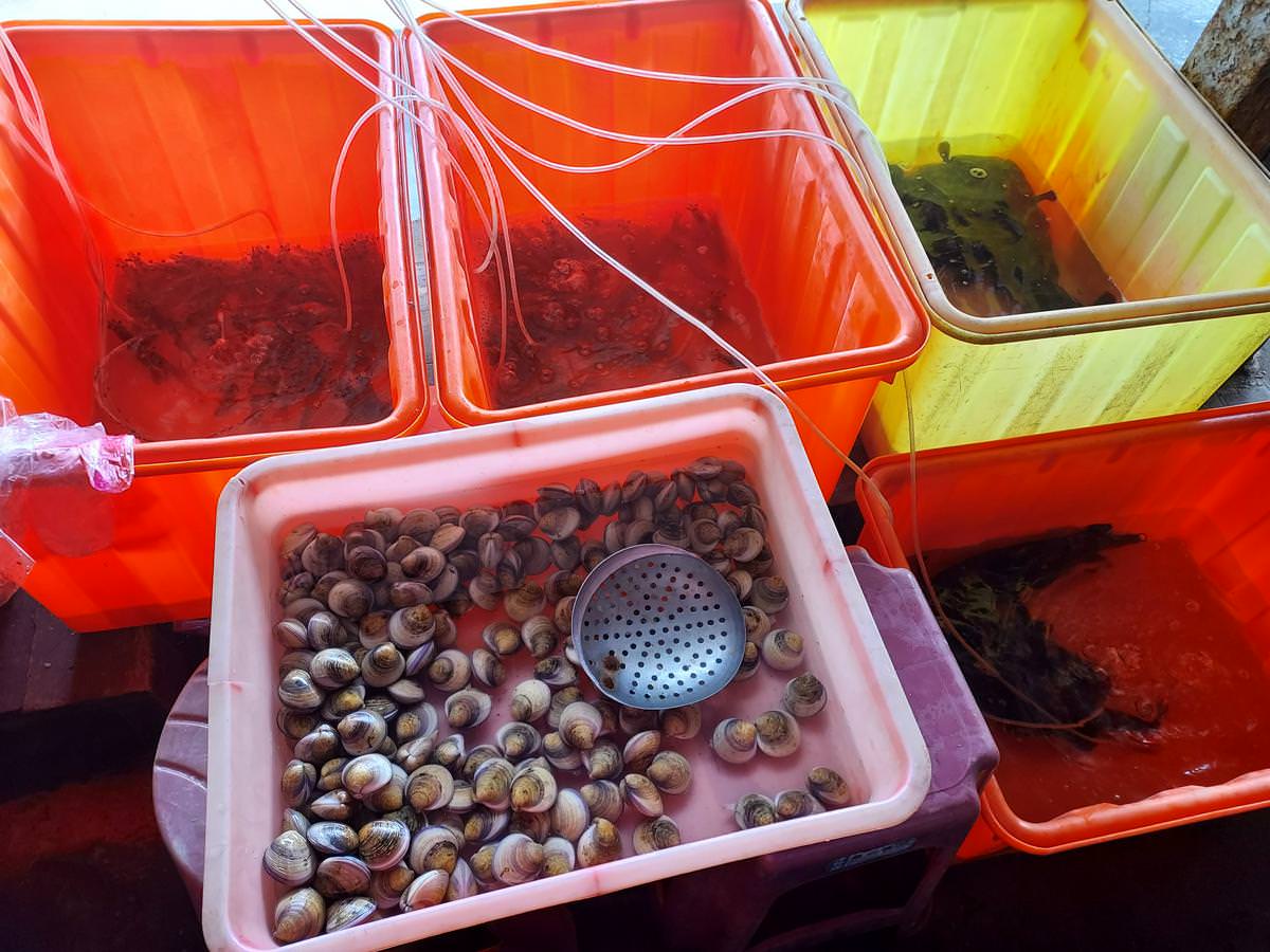 台南美食┃一日行程 台南七股海鮮一條街 61線活海產（61線烤蚵烤蛤） 吃完可以去七股遊客中心拍照