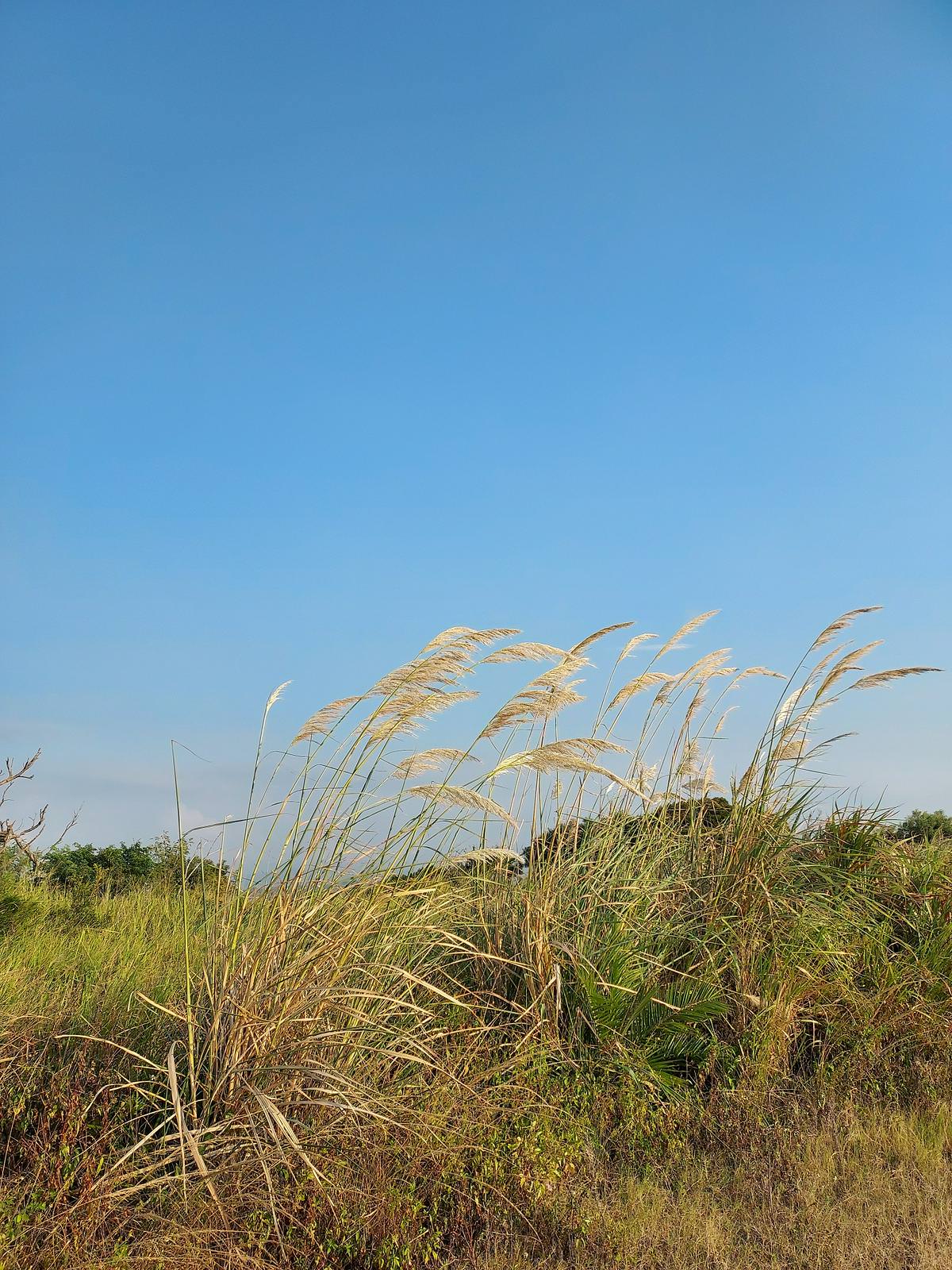 苗栗後龍┃苗栗芒草季 後龍好望角 看海景巨大風車 風力發電 停車場很大一片 有攤販賣小吃