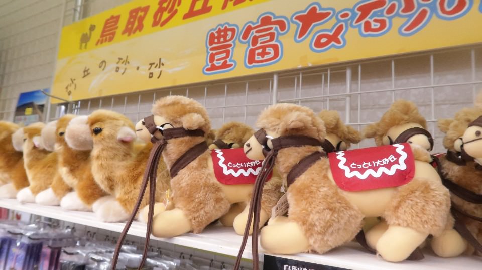 日本山陰山陽┃春櫻鳥取賞櫻 3小時2000日幣計程車 株湯咖啡 鳥取砂丘 和牛燒肉 鳥取站大買 (下集)