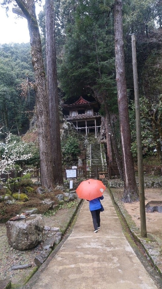 日本山陰山陽┃鳥取若櫻全筆記 昭和號八頭號SL號鐵道迷 高原冰太住宿冬玩雪夏登山 OCAT難波站巴士直達