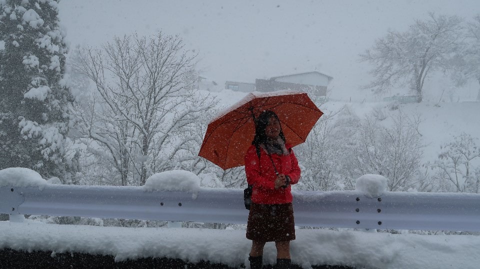 日本山陰山陽┃鳥取若櫻全筆記 昭和號八頭號SL號鐵道迷 高原冰太住宿冬玩雪夏登山 OCAT難波站巴士直達