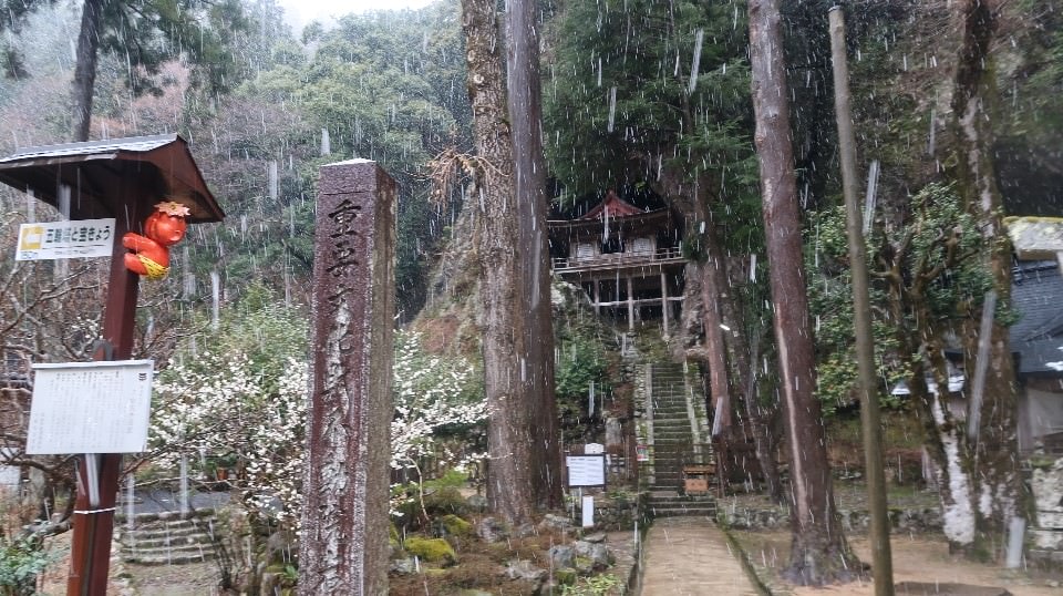 日本山陰山陽┃鳥取若櫻全筆記 昭和號八頭號SL號鐵道迷 高原冰太住宿冬玩雪夏登山 OCAT難波站巴士直達