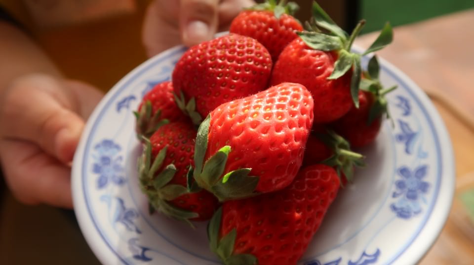 (日本關東)東京近郊新潟市區超好玩 JR新潟站前 北方博物館古代豪宅 物產館日本酒 採果採草莓(下集)