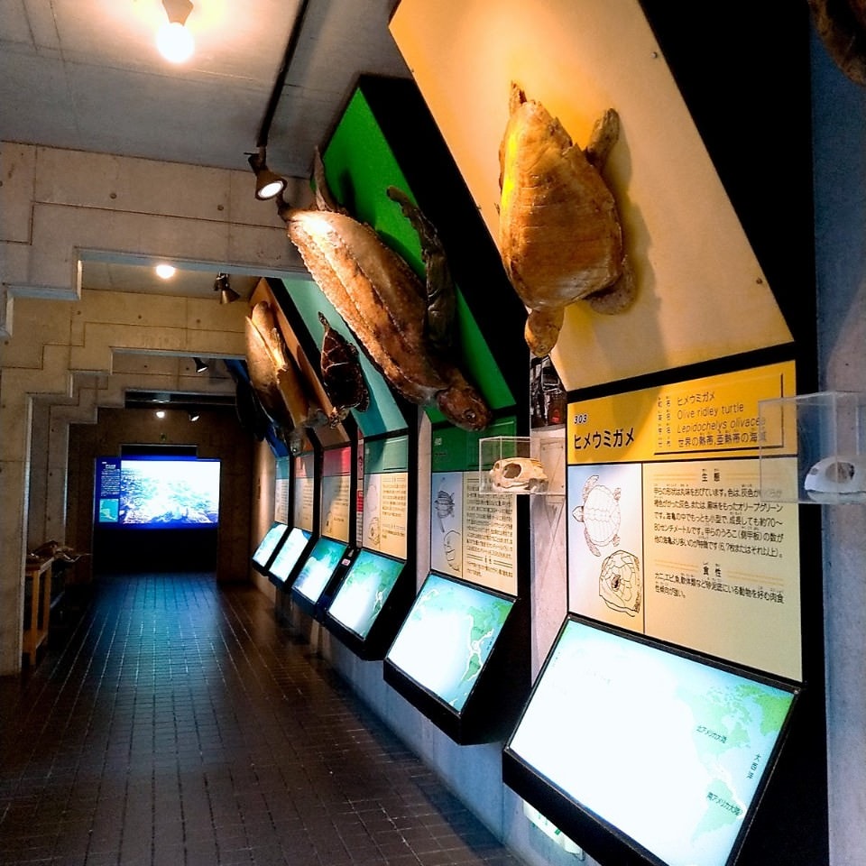 日本四國┃德島縣二日巴士券（BAS PASS）交通省很大(任選二日使用)鳴門漩渦、小矽谷神山町