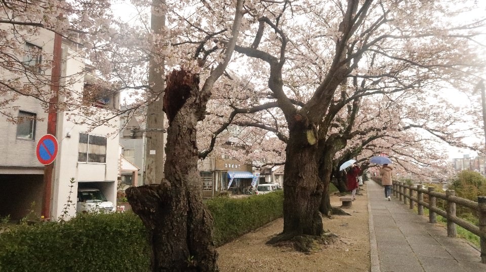 日本山陰山陽┃春櫻鳥取關西機場OCAT難波搭巴士 袋川櫻土手賞櫻 鹿野城跡蕎麥麵 鳥取城跡櫻花宿舍 (上集) - 第27張圖 日本山陰山陽┃春櫻鳥取關西機場OCAT難波搭巴士 袋川櫻土手賞櫻 鹿野城跡蕎麥麵 鳥取城跡櫻花宿舍 (上集)