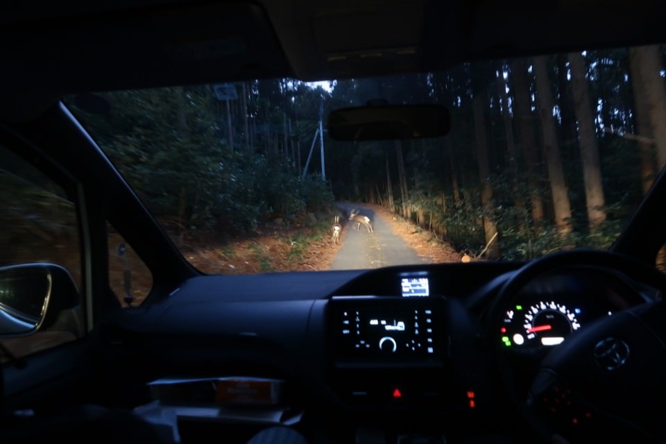 國防最前線 日本最遠的國境之島「對馬島」~最強之城金田城跡 保護石虎山貓 風景美到像假的