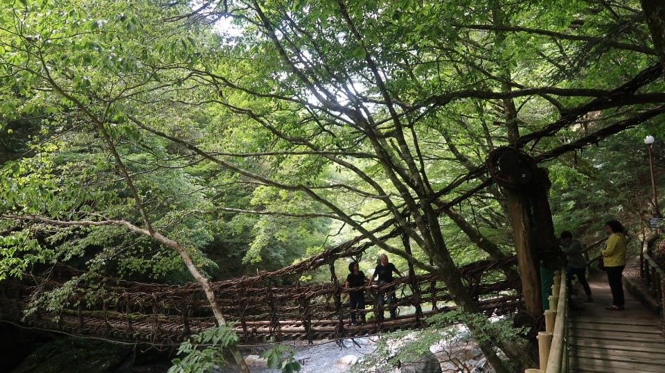 日本四國┃德島縣西部秘境祖谷+奧祖谷景點全覽 計程車包車方案 藤蔓橋 落合集落 稻草人村