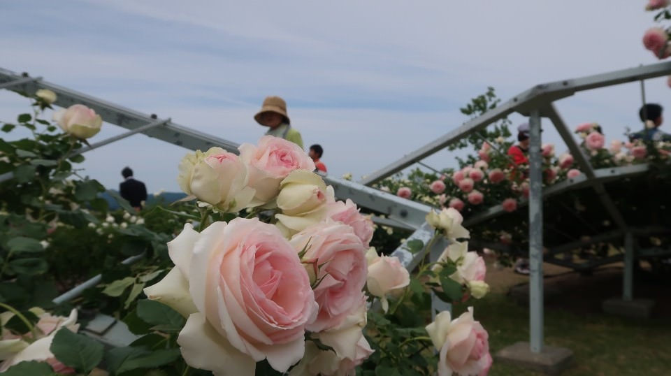 (日本關東)東京近郊走走新潟 大地藝術祭十日町清津峽 農舞台 長岡寺泊魚市 越後丘陵玫瑰園 彌彥神社