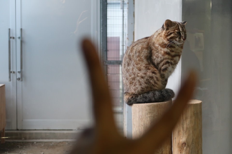 國防最前線 日本最遠的國境之島「對馬島」~最強之城金田城跡 保護石虎山貓 風景美到像假的