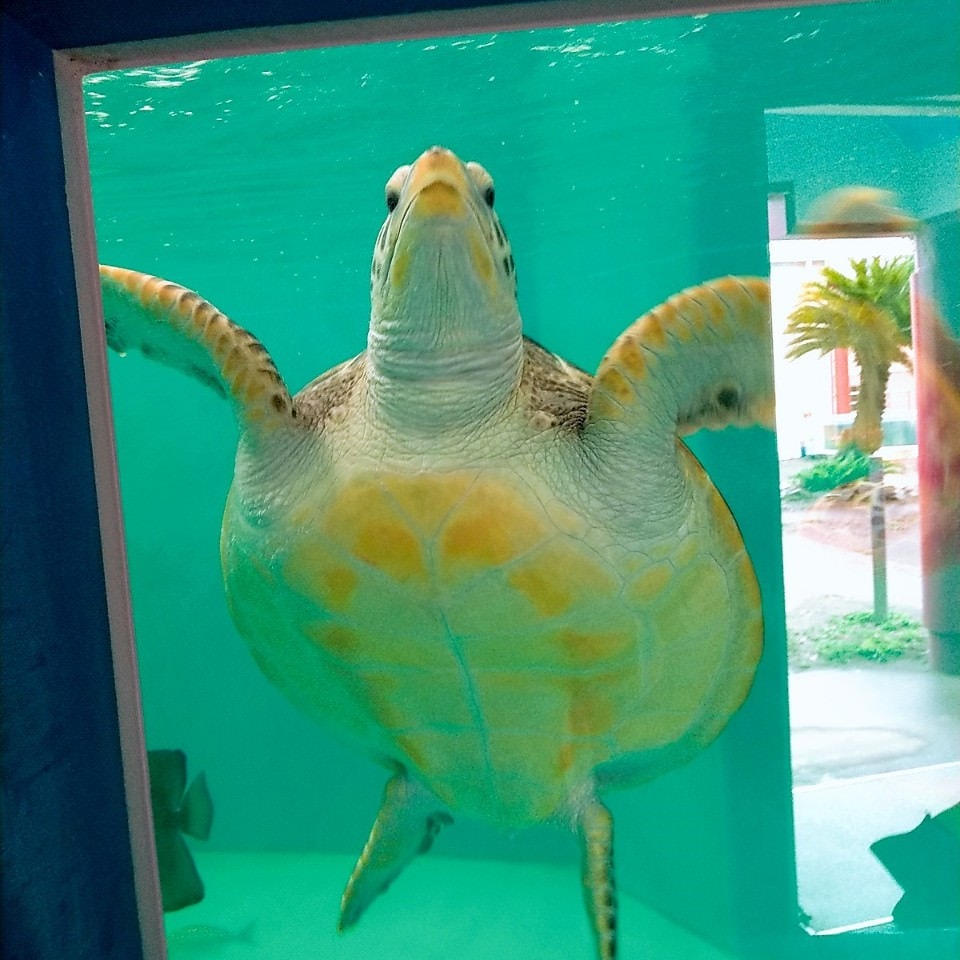 日本四國┃德島縣二日巴士券（BAS PASS）交通省很大(任選二日使用)鳴門漩渦、小矽谷神山町