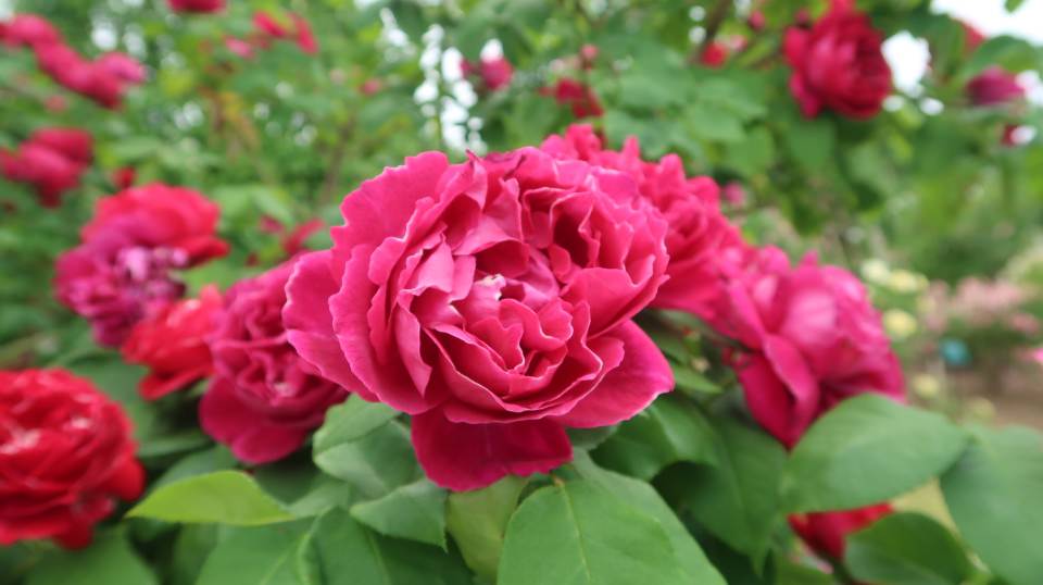 (日本關東)東京近郊走走新潟 大地藝術祭十日町清津峽 農舞台 長岡寺泊魚市 越後丘陵玫瑰園 彌彥神社