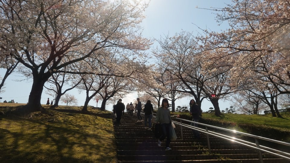 日本山陰山陽┃春櫻鳥取賞櫻 3小時2000日幣計程車 株湯咖啡 鳥取砂丘 和牛燒肉 鳥取站大買 (下集)
