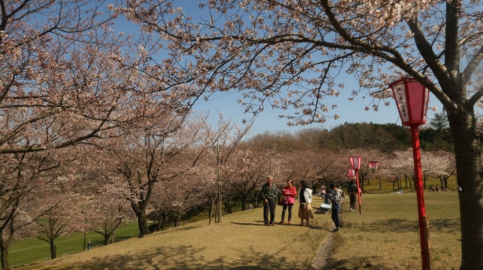 日本山陰山陽┃春櫻鳥取賞櫻 3小時2000日幣計程車 株湯咖啡 鳥取砂丘 和牛燒肉 鳥取站大買 (下集)