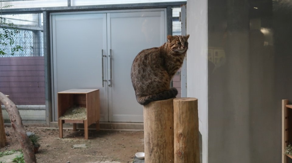 國防最前線 日本最遠的國境之島「對馬島」~最強之城金田城跡 保護石虎山貓 風景美到像假的