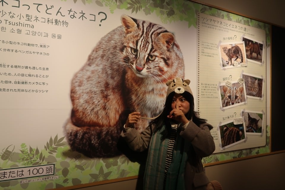 國防最前線 日本最遠的國境之島「對馬島」~最強之城金田城跡 保護石虎山貓 風景美到像假的