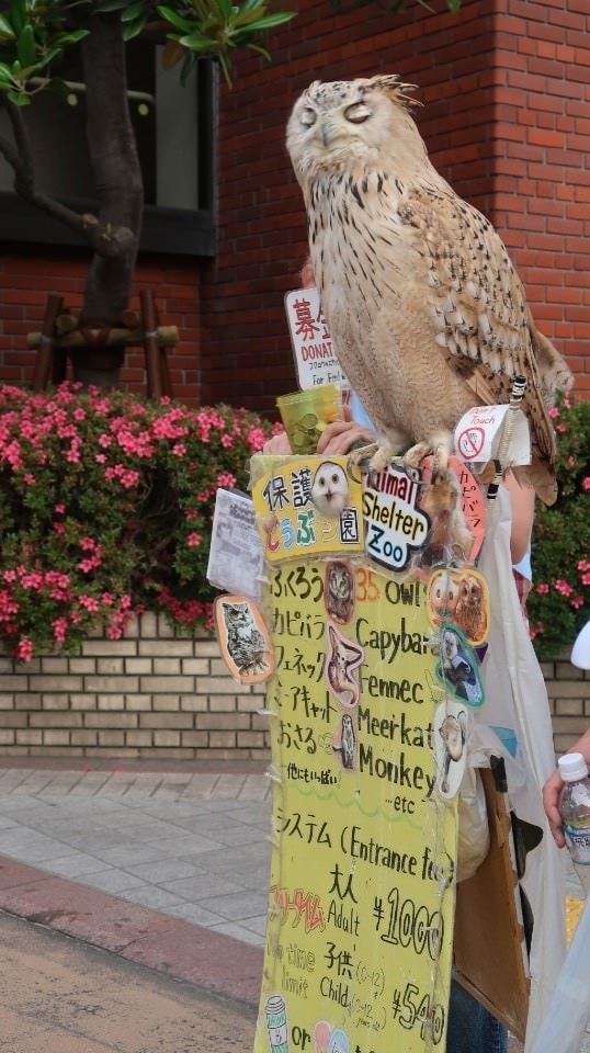 日本關東︱東京淺草上野晴空塔伴隨 住APA吃牛丼 人力車日常 Fuglen咖啡館 日劇般路邊居酒屋大點大吃