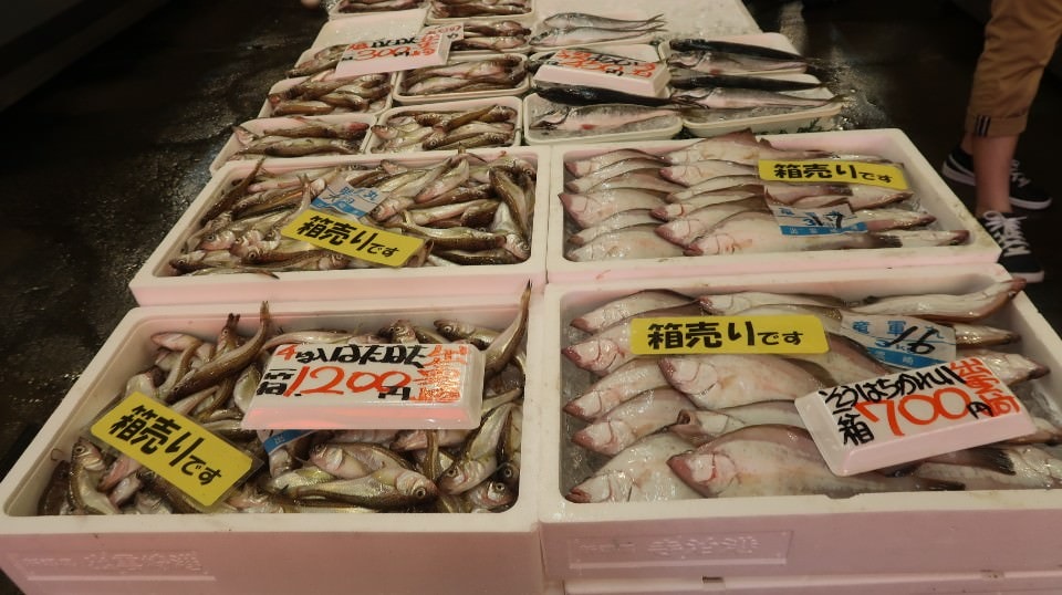 (日本關東)東京近郊走走新潟 大地藝術祭十日町清津峽 農舞台 長岡寺泊魚市 越後丘陵玫瑰園 彌彥神社