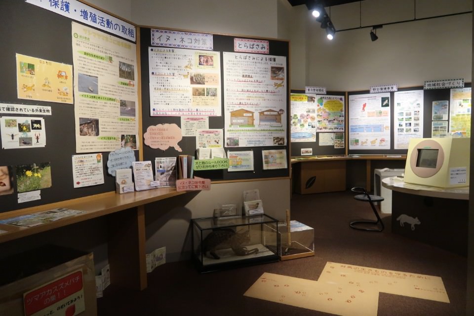 國防最前線 日本最遠的國境之島「對馬島」~最強之城金田城跡 保護石虎山貓 風景美到像假的