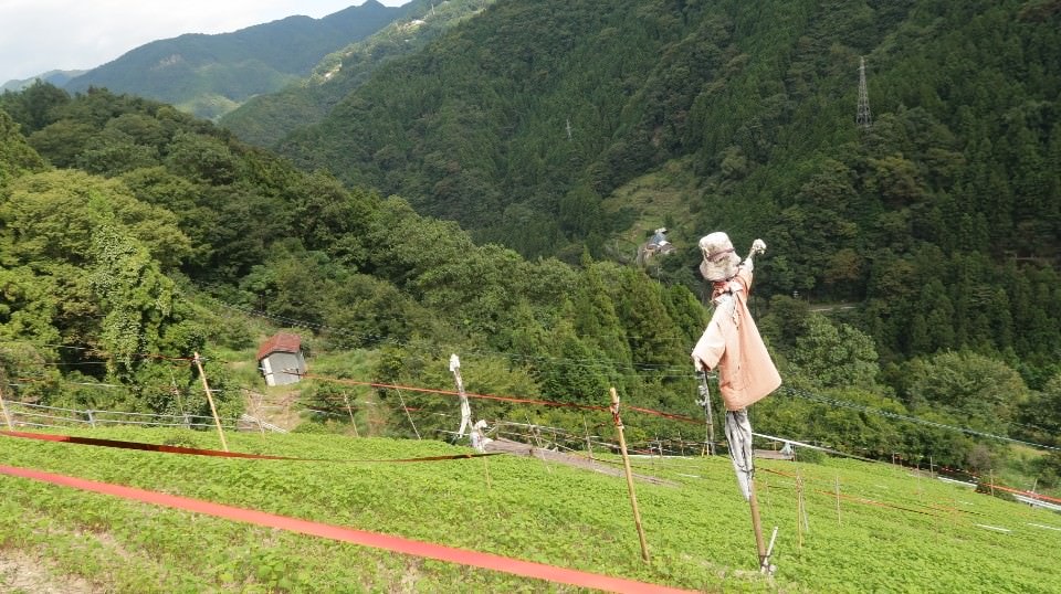 日本四國┃四國德島縣西部秘境美馬市劍町全覽 脇町老街 世界三大奇勝土柱 木盆烏龍麵 山坡斜面農耕