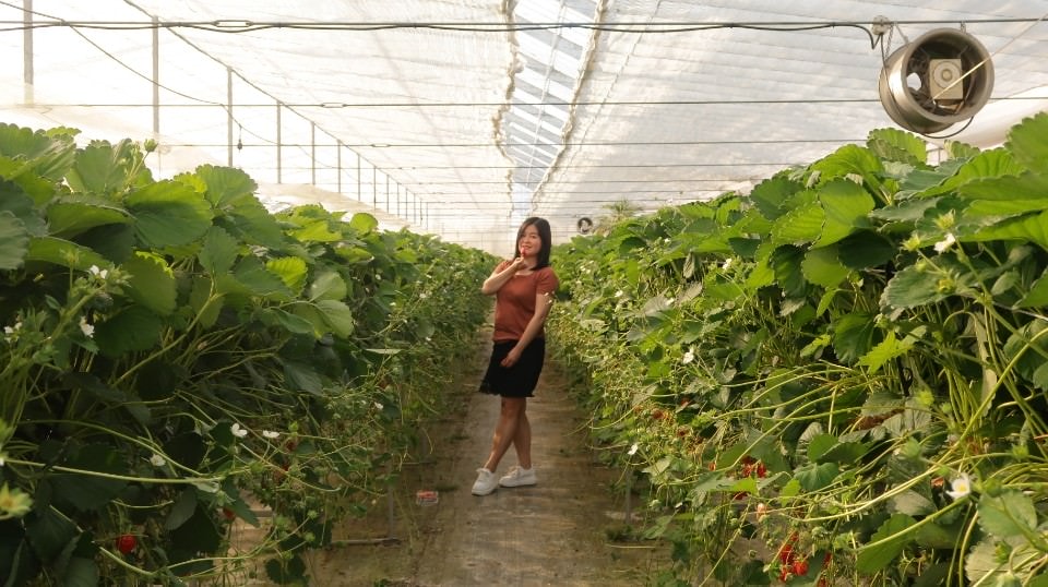 (日本關東)東京近郊新潟市區超好玩 JR新潟站前 北方博物館古代豪宅 物產館日本酒 採果採草莓(下集)