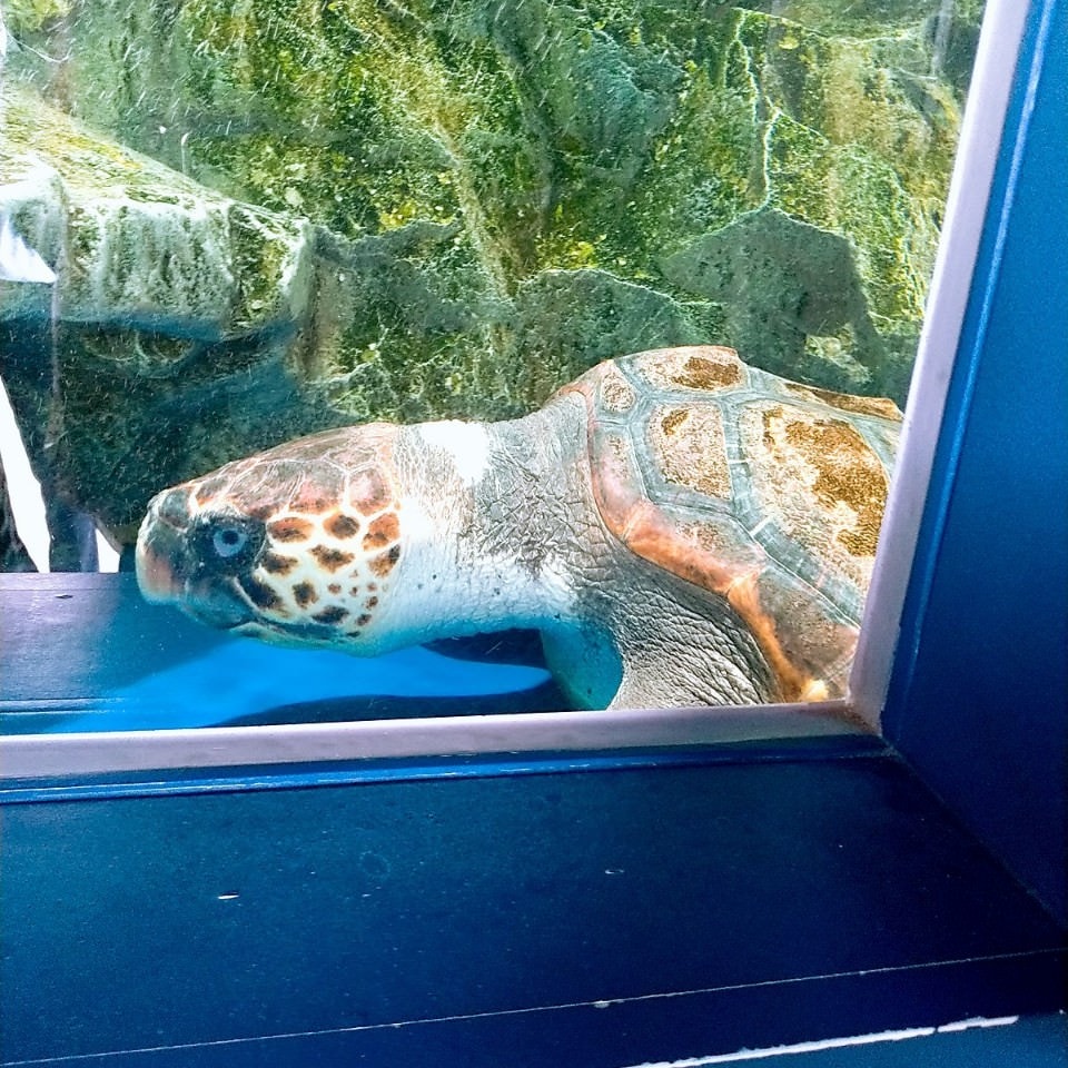 日本四國┃德島縣二日巴士券（BAS PASS）交通省很大(任選二日使用)鳴門漩渦、小矽谷神山町