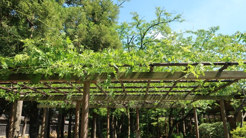 (日本關東)東京近郊新潟市區超好玩 JR新潟站前 北方博物館古代豪宅 物產館日本酒 採果採草莓(下集)