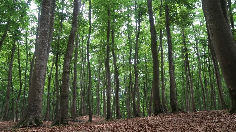 (日本關東)東京近郊走走新潟 大地藝術祭十日町清津峽 農舞台 長岡寺泊魚市 越後丘陵玫瑰園 彌彥神社