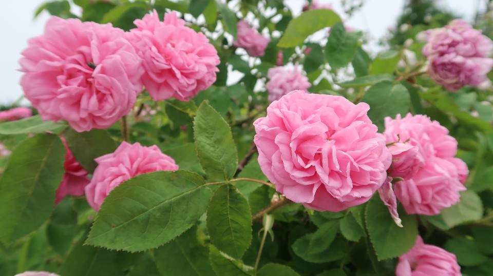 (日本關東)東京近郊走走新潟 大地藝術祭十日町清津峽 農舞台 長岡寺泊魚市 越後丘陵玫瑰園 彌彥神社