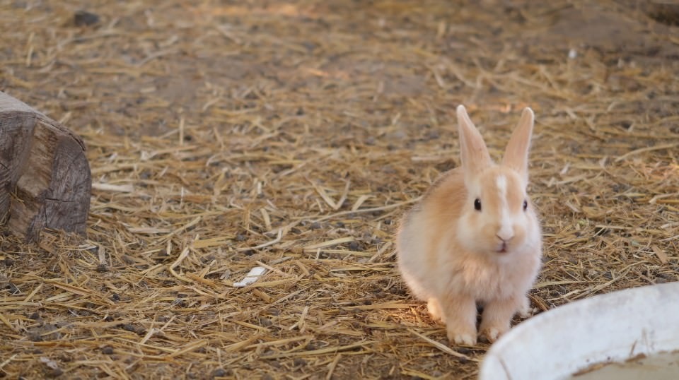 (日本關東)東京近郊新潟市區超好玩 JR新潟站前 北方博物館古代豪宅 物產館日本酒 採果採草莓(下集)
