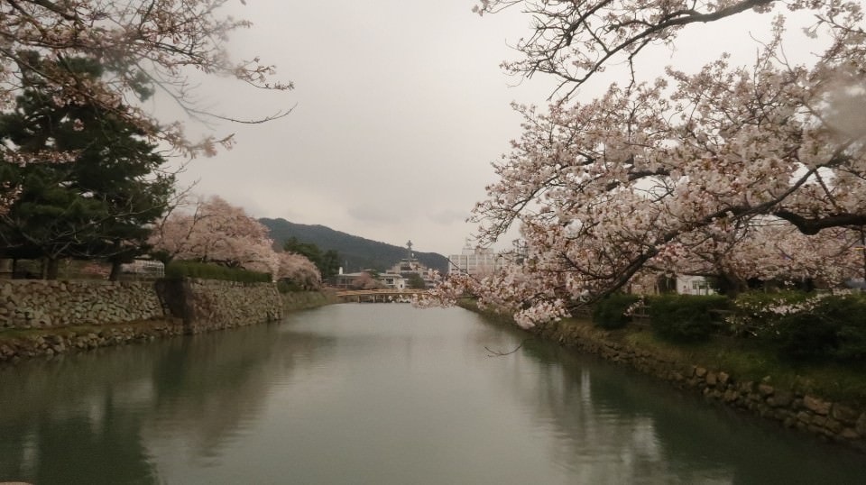 日本山陰山陽┃春櫻鳥取關西機場OCAT難波搭巴士 袋川櫻土手賞櫻 鹿野城跡蕎麥麵 鳥取城跡櫻花宿舍 (上集) - 第32張圖 日本山陰山陽┃春櫻鳥取關西機場OCAT難波搭巴士 袋川櫻土手賞櫻 鹿野城跡蕎麥麵 鳥取城跡櫻花宿舍 (上集)
