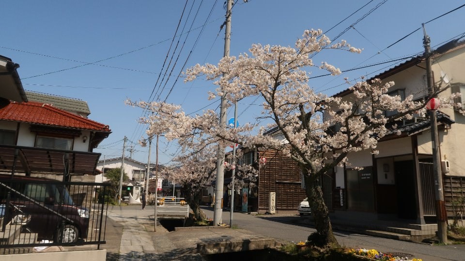 日本山陰山陽┃春櫻鳥取賞櫻 3小時2000日幣計程車 株湯咖啡 鳥取砂丘 和牛燒肉 鳥取站大買 (下集)