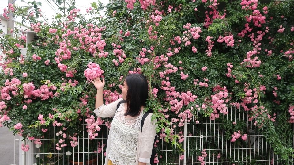 日本關東︱東京世田谷區文青散策 豪德寺遇見千隻招福貓 東京茶寮手沖日本茶 白髭泡芙工房龍貓泡芙